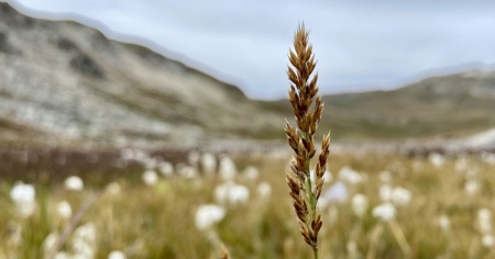 Una graminacea vallesana è la «nuova specie dell'anno»