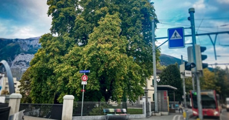 Ancora una speranza per salvare l'ippocastano secolare di Villa Brunnengarten