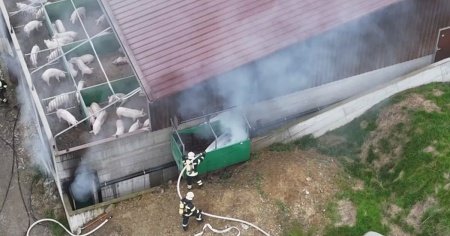 Va a fuoco una stalla: morti 140 maiali
