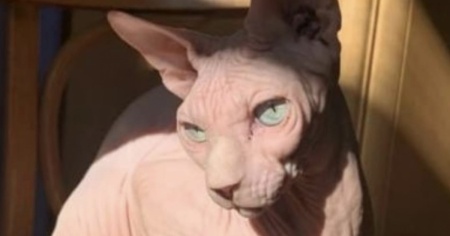 Chi ha visto Zaffy?