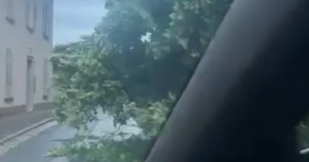 Cade una pianta, strada ostruita