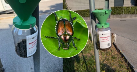 A cosa servono tutte quelle trappole per insetti che avrete sicuramente notato