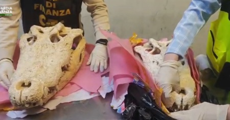 Due teschi di coccodrillo bloccati in dogana