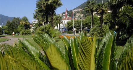 Mantenere quelle palme nel giardino potrebbe costarvi caro