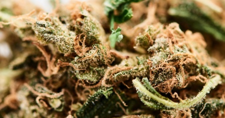 Dichiara in dogana 117 kg marijuana, arrestato