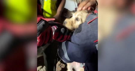 Non solo persone. Tra le macerie di Caracas c'è chi salva anche gli animali. Il video
