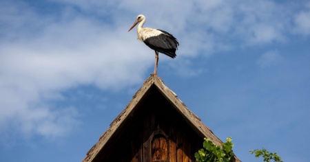 Questo è il villaggio preferito dalle cicogne