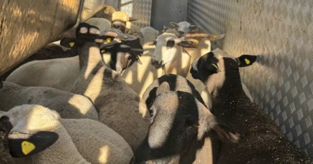 Rimorchio si ribalta sulla A1: tratte in salvo oltre 30 pecore