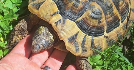 Smarrita tartaruga hermanni: appello per il ritrovamento