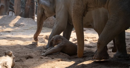 «Undici elefanti morti in dieci anni»: bufera sullo zoo di Zurigo