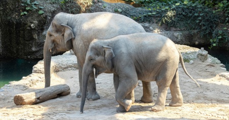 Chiesta la fine della riproduzione degli elefanti nello zoo cittadino