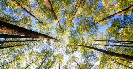 Anche una primavera mite può rendere gli alberi più vulnerabili