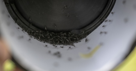 Anche se sembrano meno, non abbassate la guardia