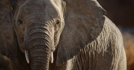 15 elefanti morti: avrebbero ingerito pomodori avvelenati