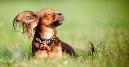 Ondata di calore: ecco come proteggere i nostri amici animali