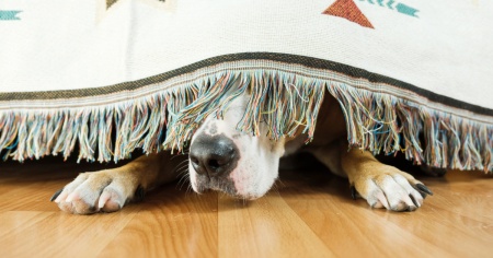Festa del Primo di agosto: ecco come proteggere i propri animali domestici