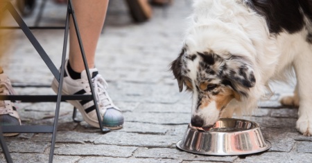 Caldo asfissiante: ecco cosa fanno i rifugi per proteggere gli animali
