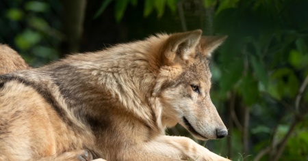 Condannato per l'uccisione del lupo
