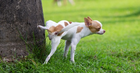 Cani a passeggio: scatta l'obbligo di pulire anche la pipì