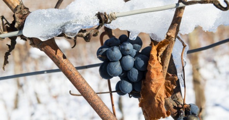 Con il cambiamento climatico anche la viticoltura si sposta verso nord (e in quota)