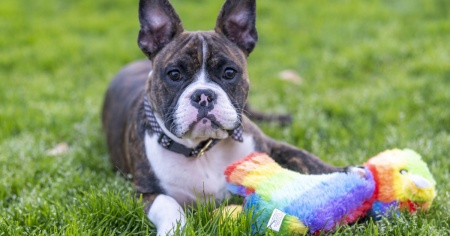 Vuoi un cane? Dal 1° settembre dovrai frequentare un corso