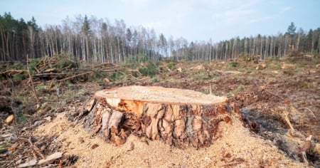 Il calo della deforestazione non è legato alle imprese