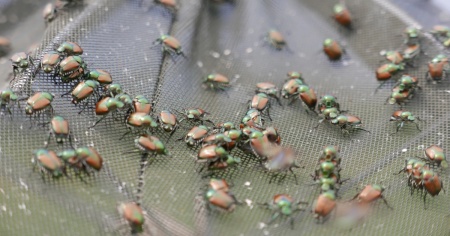 Combattere la Popilia japonica: ecco cosa si può usare (e cosa no)
