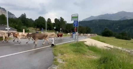 Fermi sul Lucomagno: incidente? No, mucche