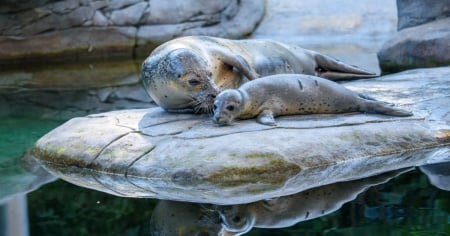 Piccolo di foca nato allo zoo di Berna