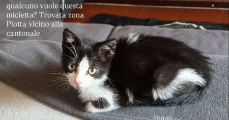 Gattina di circa un mese trovata a Piotta