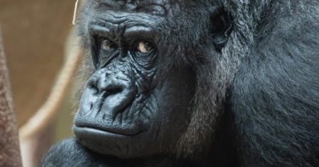Zoo di Basilea, cucciolo di gorilla muore per un morso del padre