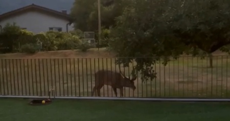 Il cervo affamato va a caccia di mele, nel giardino di una casa