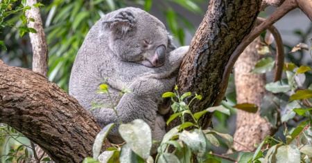 Non sentire (quasi) più la canicola seguendo i trucchi del maestro assoluto del relax