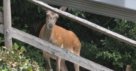 La cerva Nancy, alla conquista del giardino di casa