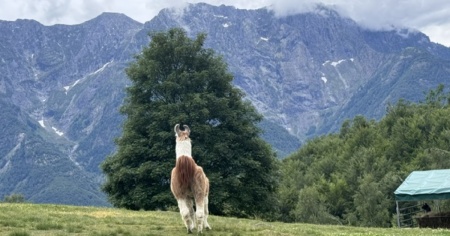 Monte Comino, a spasso con il lama
