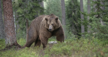 L'orso torna a farsi vedere a due passi dal Ticino
