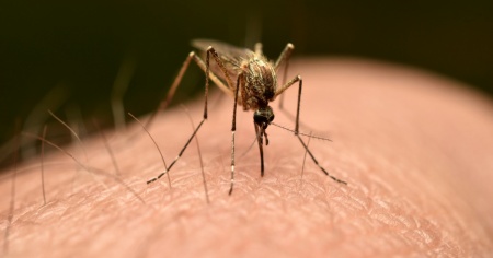 Le zanzare invadono gli aerei, i passeggeri sono costretti a scendere