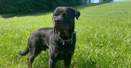 Dopo il tentato furto, il cane lo bracca e lo morde