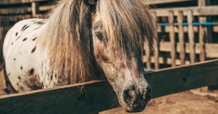 Colpito al torace da un pony: grave un escursionista svizzero