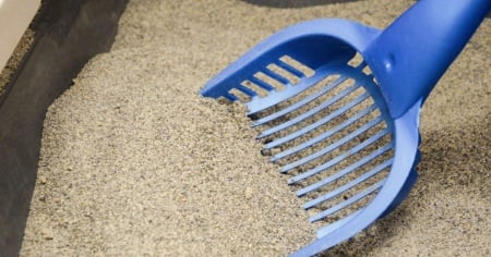 La lettiera dei gatti mette sotto pressione le discariche svizzere