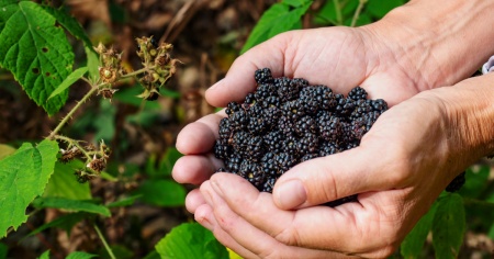 Rubano per due notti la cassetta dei pagamenti: chiude il frutteto self-service