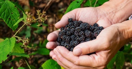 Rubano per due notti la cassetta dei pagamenti: chiude il frutteto self-service