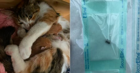 «Mamma» da pochi mesi, Gipsy uccisa da un colpo ad aria compressa