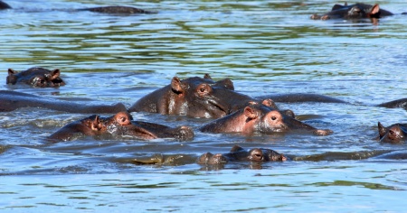 Femmina di struzzo uccisa dagli ippopotami dello zoo