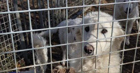 Sui 122 cani soppressi ci sono state troppe omissioni: Soletta sotto accusa