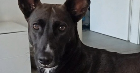 Qualcuno ha visto Tara?