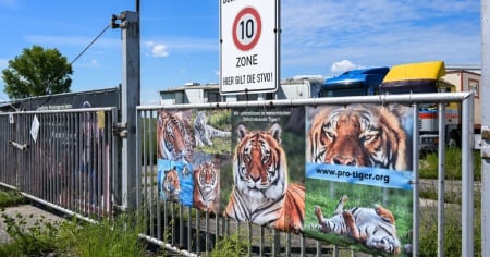 La triste fine della tigre e del suo custode