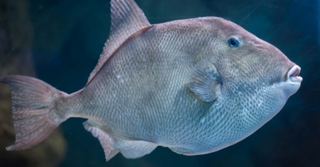 Turista svizzero morso da un pesce e ricoverato in ospedale