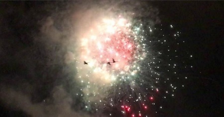 Gli uccelli "stressati" dai fuochi d'artificio