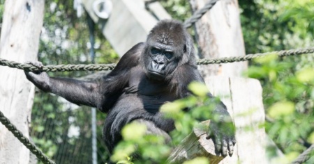 Fondazione Franz Weber: «Basta gorilla allo zoo»